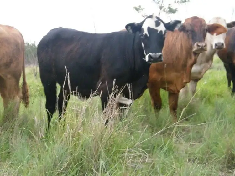 Seventh view of Homely rural property listing, 421 Chances Plains Road, Chinchilla QLD 4413