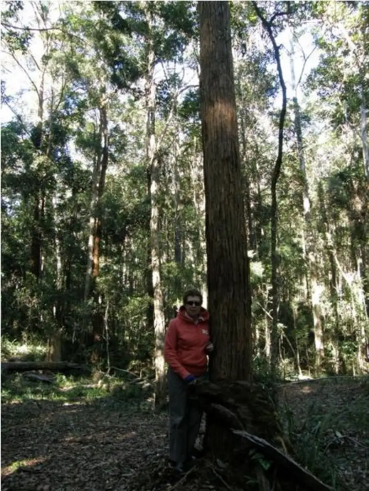 Sixth view of Homely rural property listing, Lot 1 Sunday Creek Road, Jimna QLD 4515