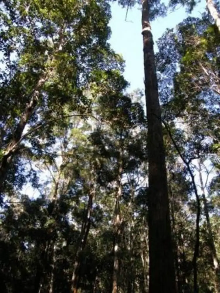 Seventh view of Homely rural property listing, Lot 1 Sunday Creek Road, Jimna QLD 4515