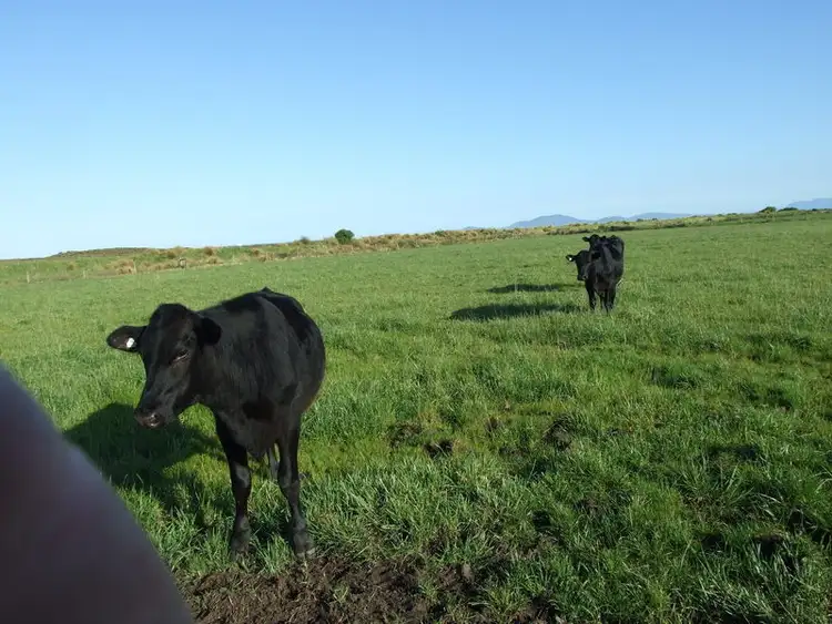 Seventh view of Homely rural property listing, Lots 81/82/83 Bucklands Road, Toora VIC 3962