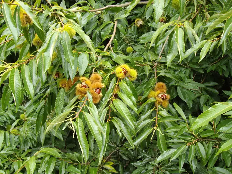 Second view of Homely land listing, 44 Beaconsfield-Emerald Rd, Emerald VIC 3782