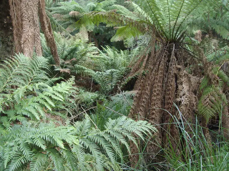 Third view of Homely land listing, 44 Beaconsfield-Emerald Rd, Emerald VIC 3782