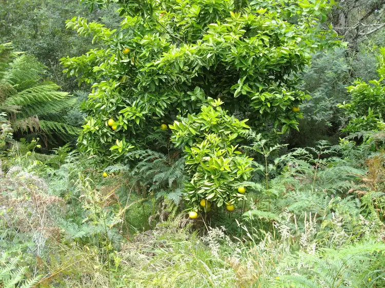 Fourth view of Homely land listing, 44 Beaconsfield-Emerald Rd, Emerald VIC 3782