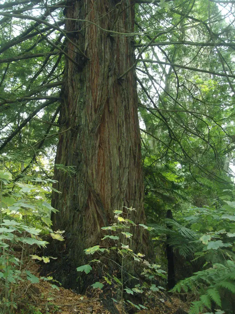 Fifth view of Homely land listing, 44 Beaconsfield-Emerald Rd, Emerald VIC 3782