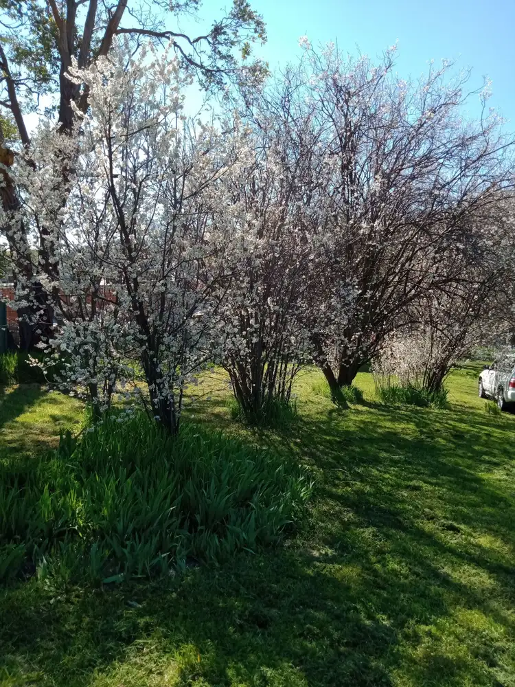 Fifth view of Homely land listing, 6 Budden St, Rockley NSW 2795