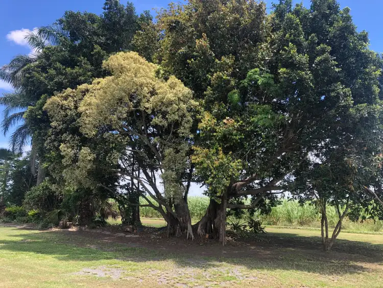 Sixth view of Homely rural property listing, 29 Grimas Road, Palmyra QLD 4751
