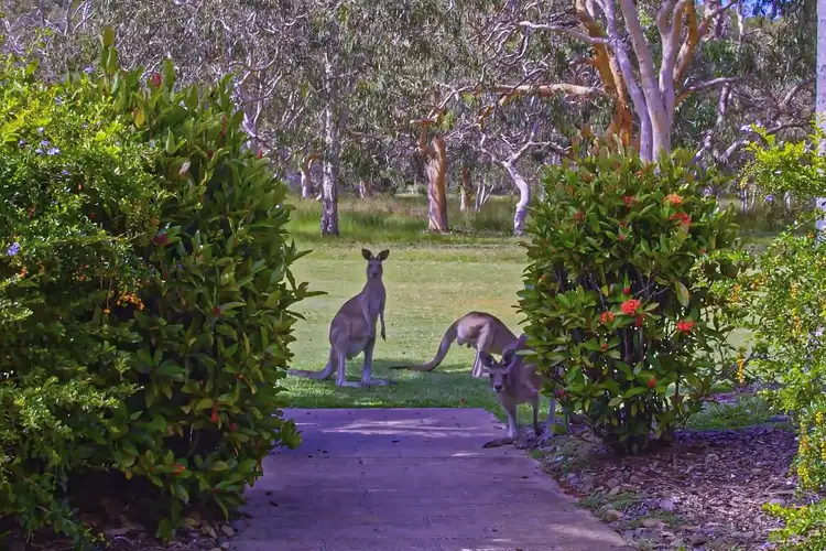 Sixth view of Homely rural property listing, 96 Teewah Beach Road, Noosa North Shore QLD 4565