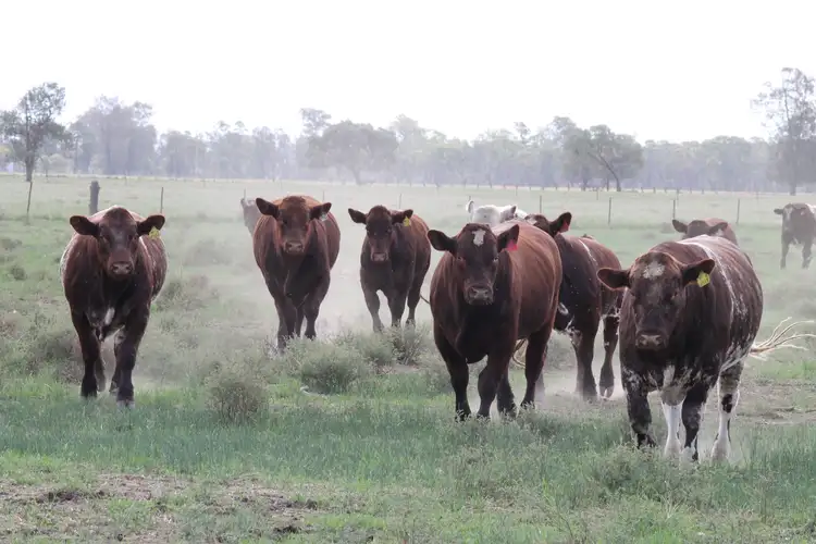 Second view of Homely rural property listing, Nerokewa/79 Reakes Road, Condobolin NSW 2877