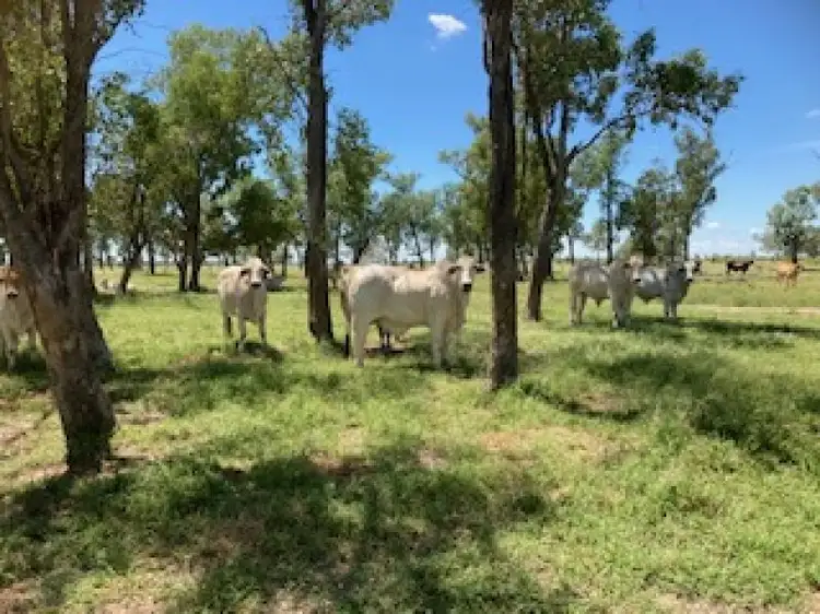 Nine Mile Alpha Tambo Road, Alpha QLD 4724