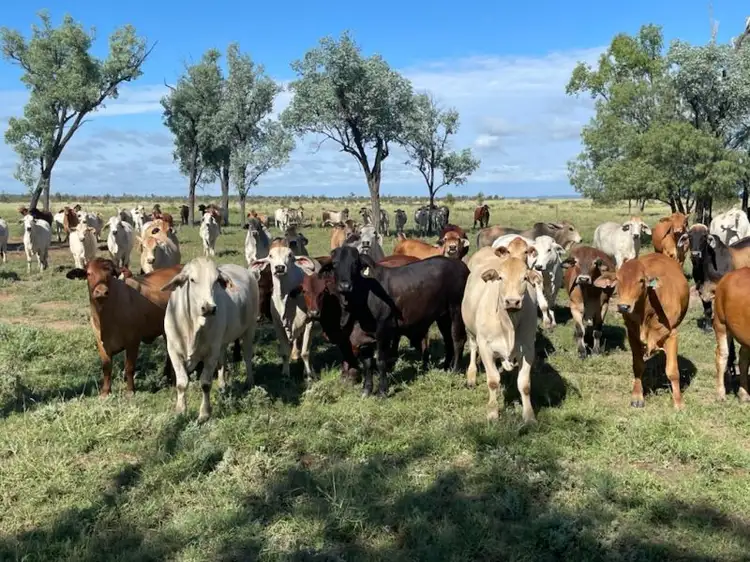 Third view of Homely rural property listing, Nine Mile Alpha Tambo Road, Alpha QLD 4724