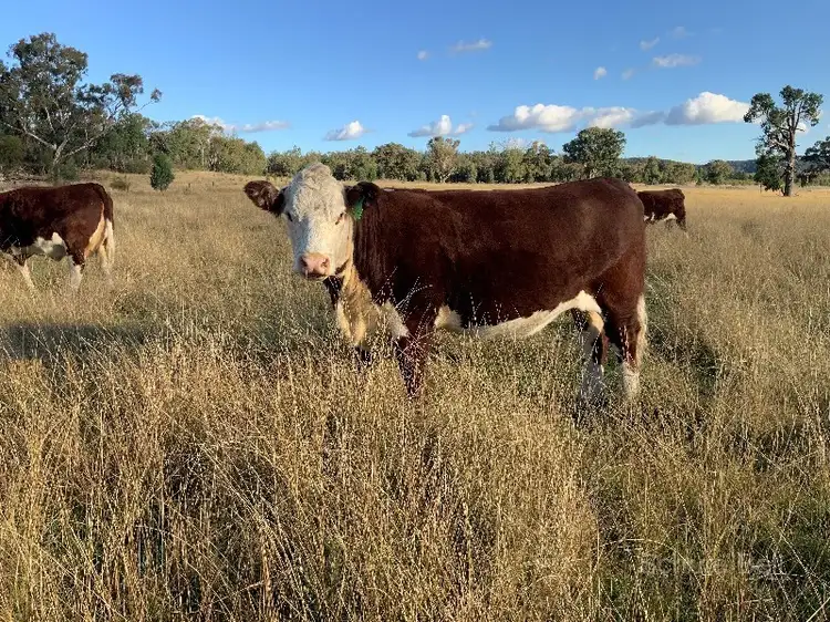 260 Dilladerry Rd, Tomingley NSW 2869