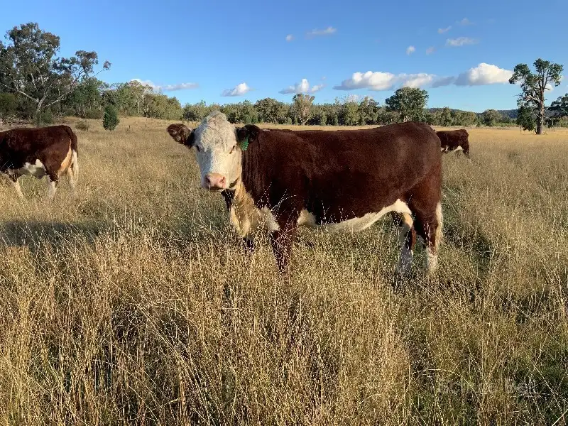 Main view of Homely rural property listing, 260 Dilladerry Rd, Tomingley NSW 2869