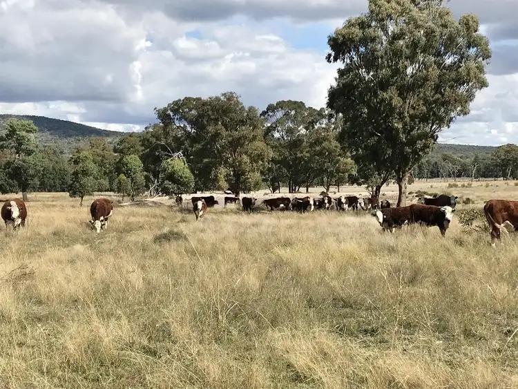 Seventh view of Homely rural property listing, 260 Dilladerry Rd, Tomingley NSW 2869
