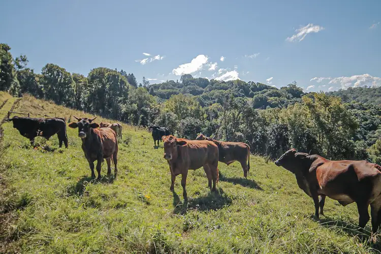 Fourth view of Homely rural property listing, 130 Mani Ridge, Koonorigan NSW 2480