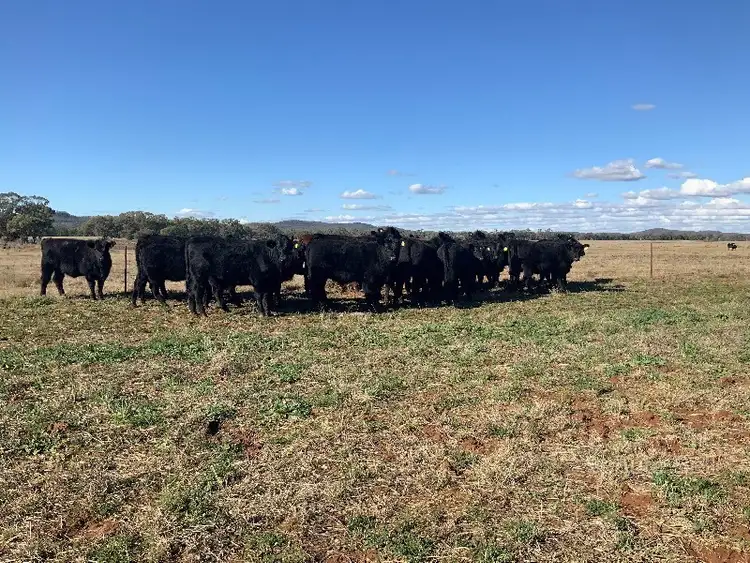 Third view of Homely rural property listing, Glengarry 30 Brummagen Rd, Narromine NSW 2821