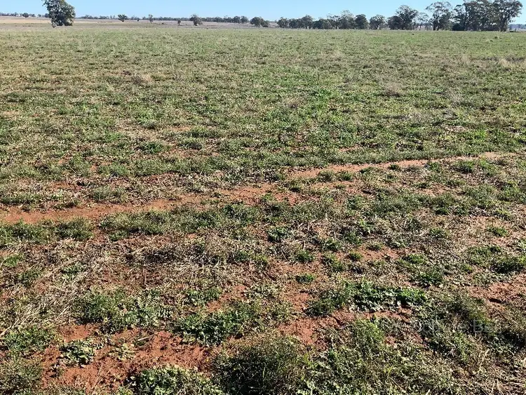 Fourth view of Homely rural property listing, Glengarry 30 Brummagen Rd, Narromine NSW 2821
