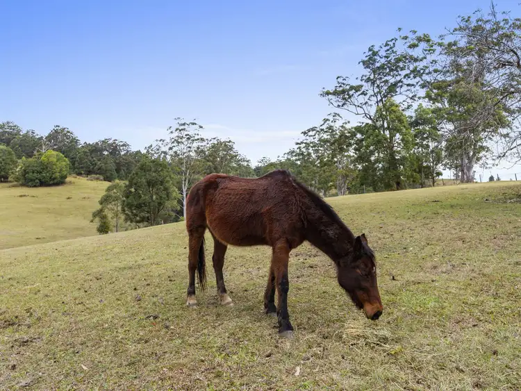 Fourth view of Homely rural property listing, 101 Zara Road, Zara NSW 2484