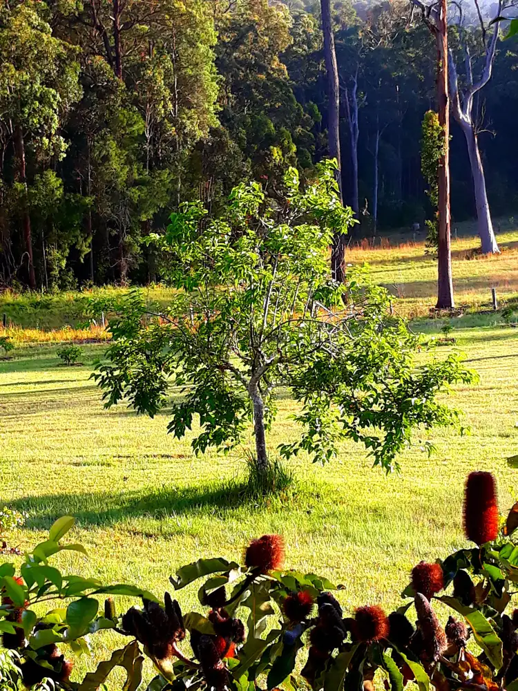 Seventh view of Homely rural property listing, Lot 4 Bachelor Forest Road, Wootton NSW 2423