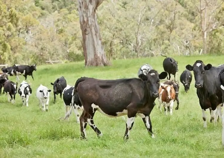 Third view of Homely rural property listing, 80 Cervi Road, Tanjil South VIC 3825