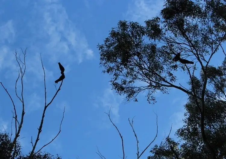 Sixth view of Homely land listing, End Steeles Road, Nicholls Rivulet TAS 7112