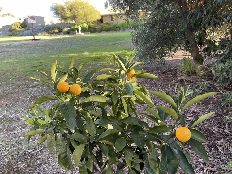 Second view of Homely house listing, 14 Meshach Burge Terrace, Lyndoch SA 5351