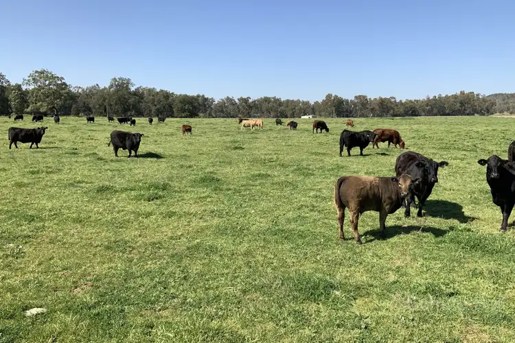 Sixth view of Homely rural property listing, . Baalbek, Wellington NSW 2820