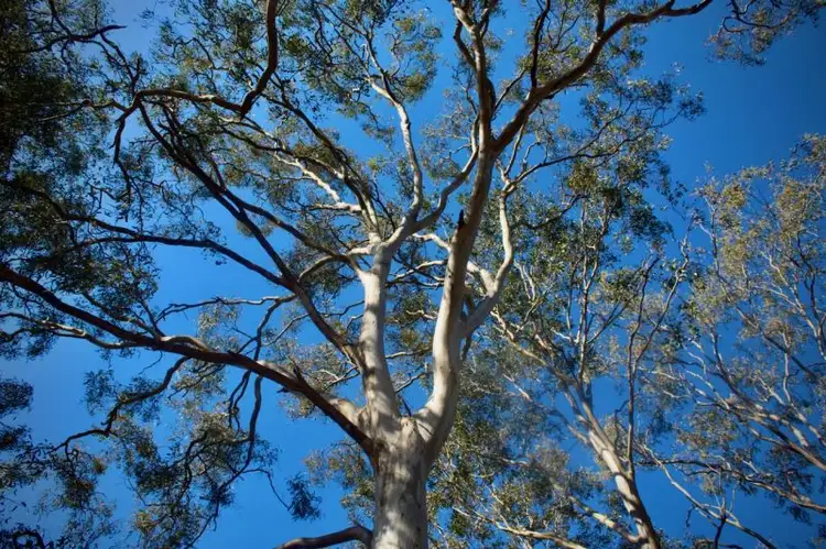 Fifth view of Homely land listing, 78-84 (Lot 9) Creek Road, Birkdale QLD 4159