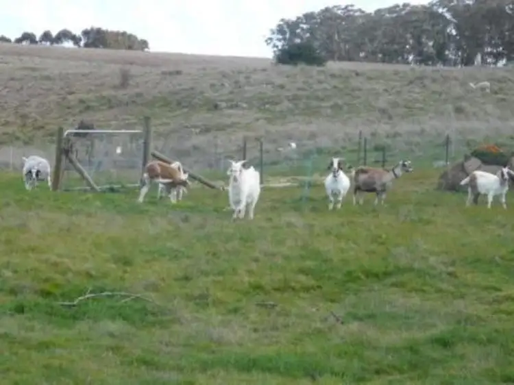 Fifth view of Homely rural property listing, 5 Pett Street, Skipton VIC 3361