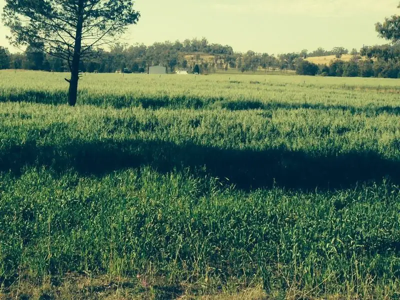 Main view of Homely rural property listing, 671 Oregon Road, Warialda NSW 2402