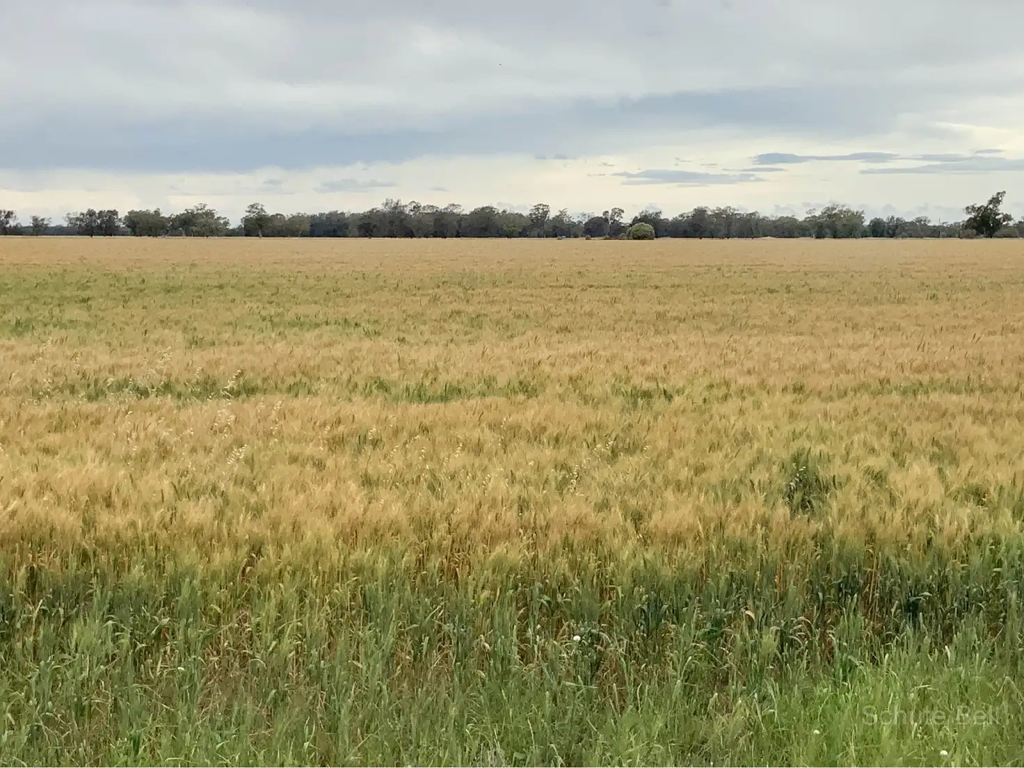 Main view of Homely rural property listing, Weemala The McGrane Way, Tullamore NSW 2874