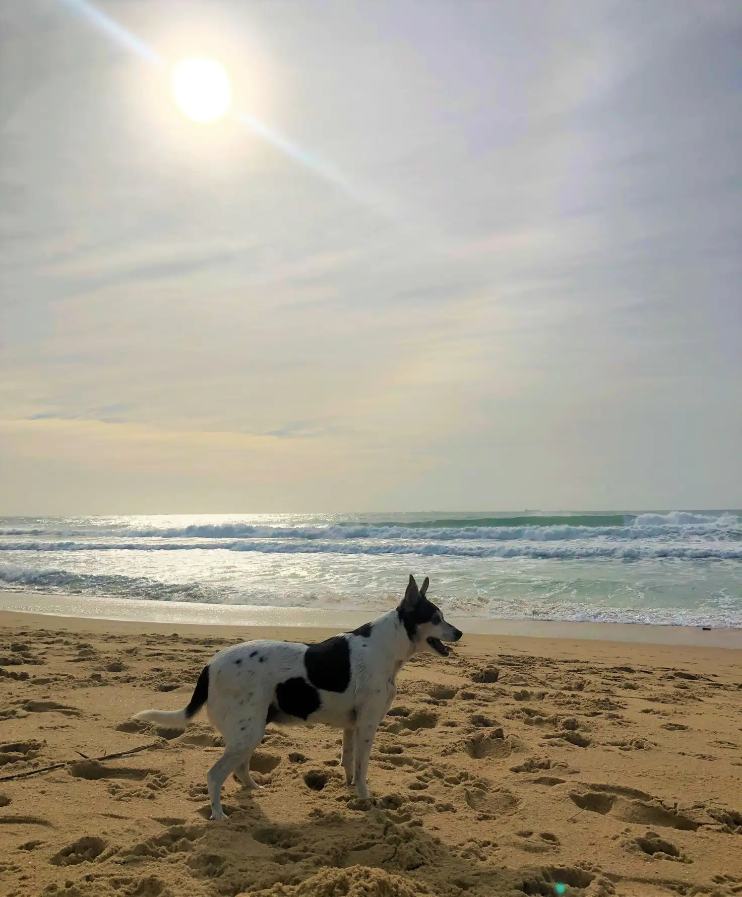 Main view of Homely house listing, 6 Normandy Crescent, Aroona QLD 4551