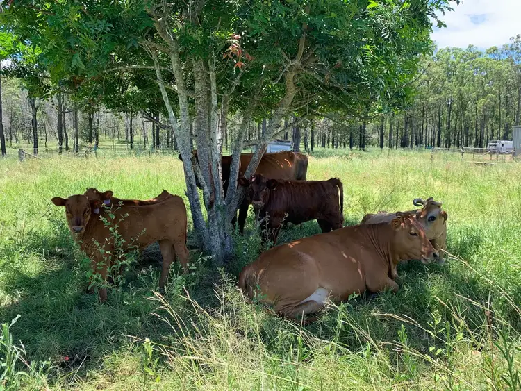 Second view of Homely rural property listing, 949 Rosewood Laidley Road, Calvert QLD 4340