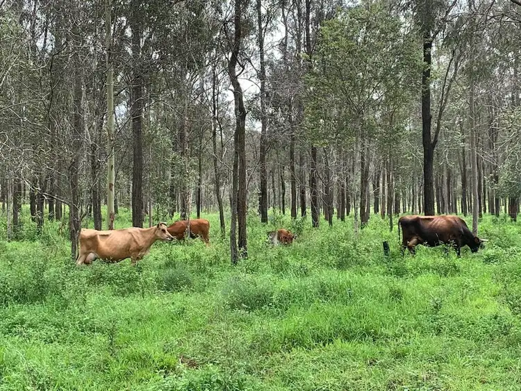 Fifth view of Homely rural property listing, 949 Rosewood Laidley Road, Calvert QLD 4340