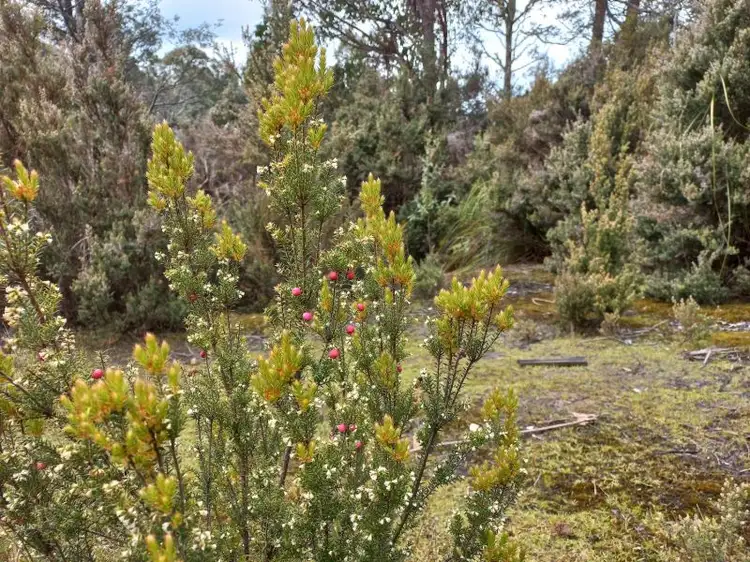 Fourth view of Homely land listing, 310 Holmes Rd, Ellendale TAS 7140