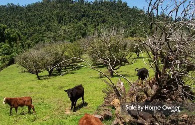 Main view of Homely rural property listing, 423 Mena Creek Road, Mena Creek QLD 4871