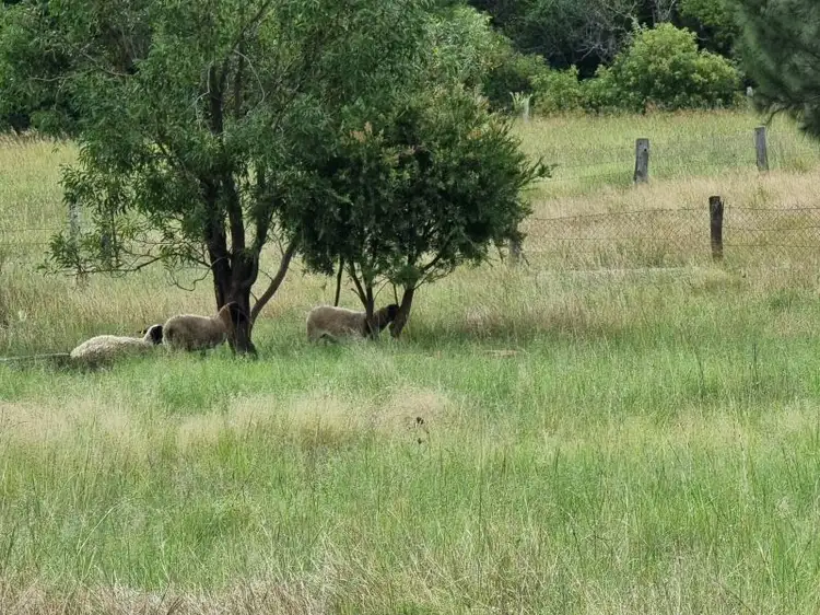 Third view of Homely rural property listing, 7199 New England Highway, Crows Nest QLD 4355
