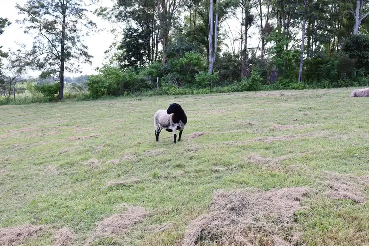 Fifth view of Homely house listing, 140 Old Veteran Road, Veteran QLD 4570