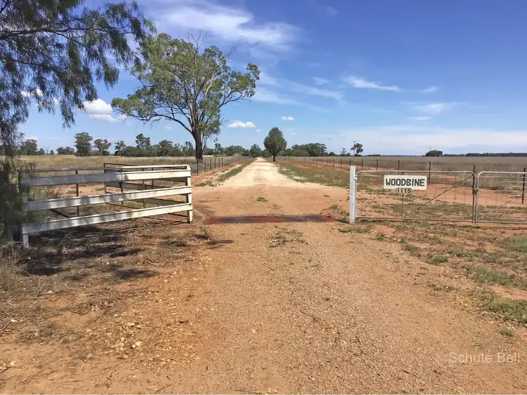 Main view of Homely rural property listing, . Woodbine, Trangie NSW 2823