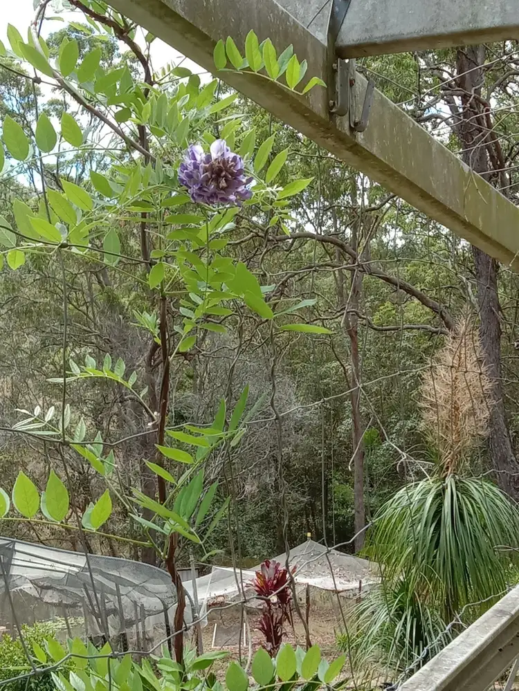 Seventh view of Homely house listing, 740 Kenilworth Skyring Creek Road, Carters Ridge QLD 4563
