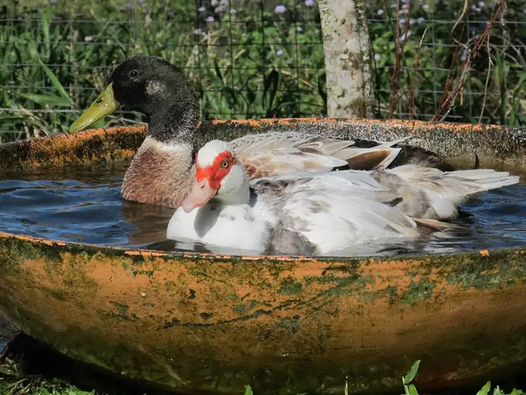 Seventh view of Homely house listing, 24 Reserve Creek Road, Kielvale NSW 2484