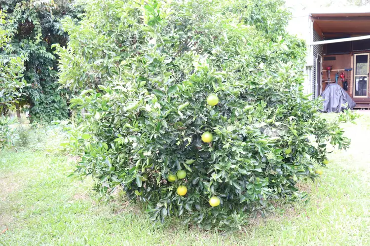 Sixth view of Homely rural property listing, 1554 Kin KIn Road, Wolvi QLD 4570