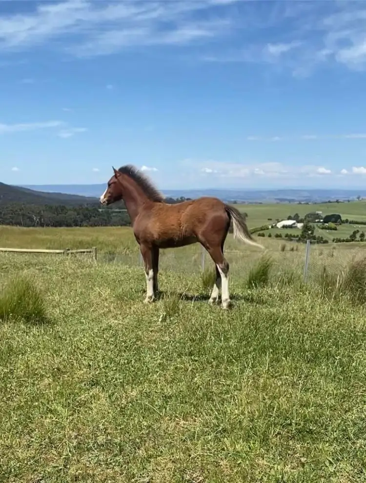 Fourth view of Homely land listing, 25A Powell’s Track, Lancefield VIC 3435