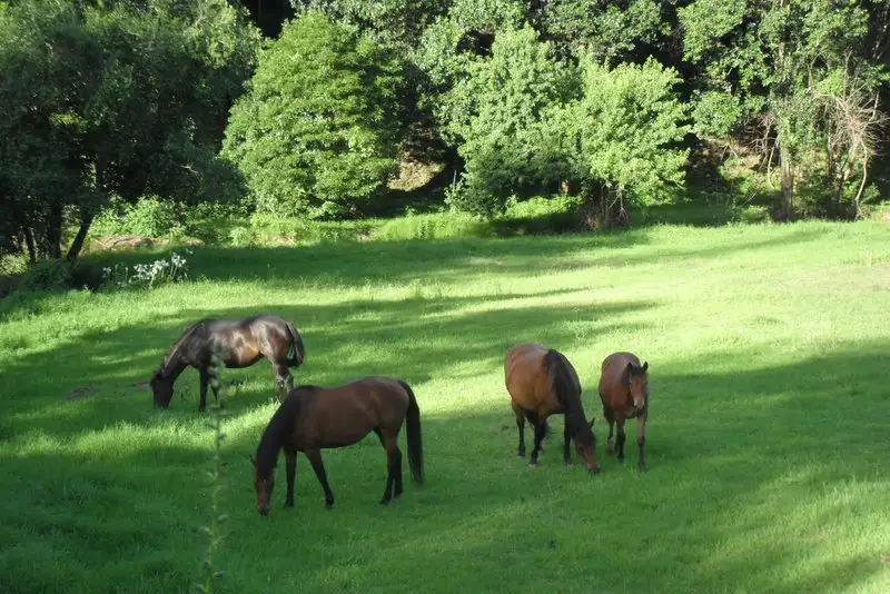 Main view of Homely rural property listing, Address available on request