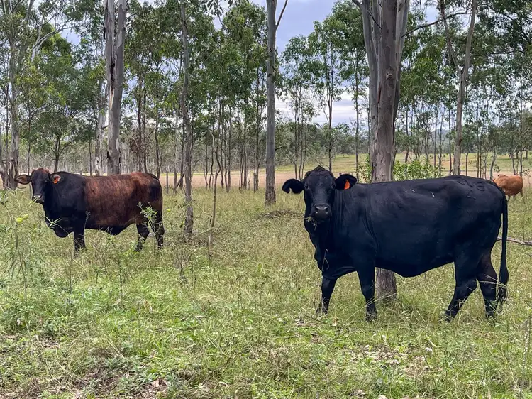Seventh view of Homely rural property listing, 37 Pine Mountain Creek Road, Monto QLD 4630