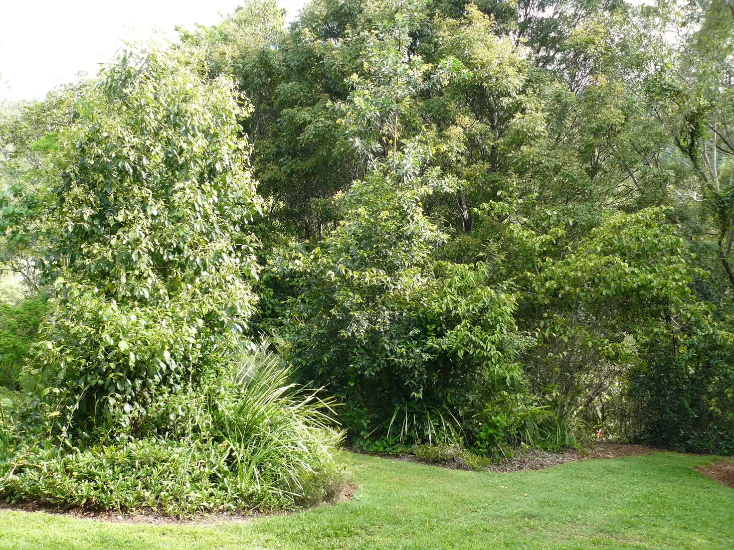 Main view of Homely rural property listing, 6 Parkview Ridge, Imbil QLD 4570