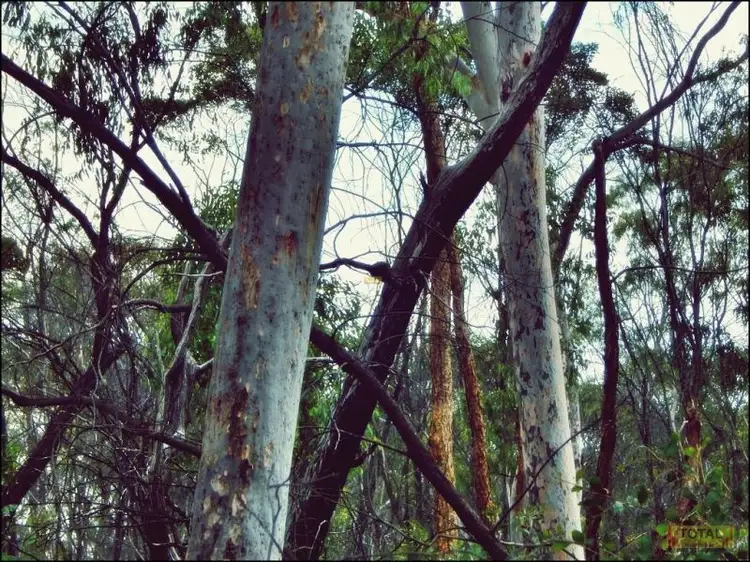 Third view of Homely land listing, Lot 30 Milky Way Road, Fairyland QLD 4413