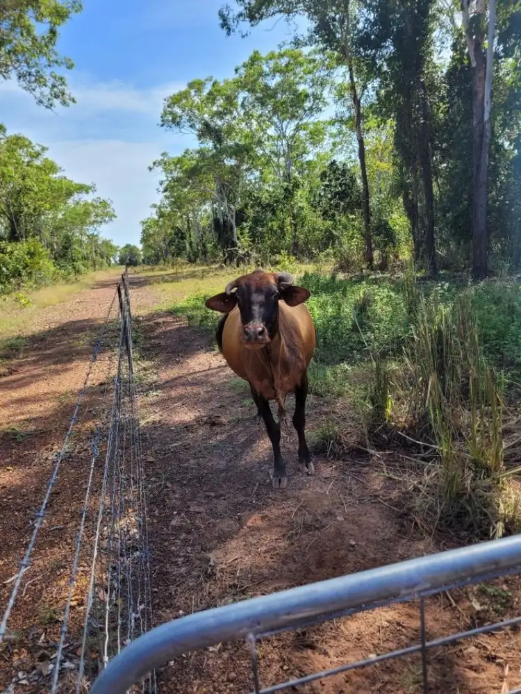 Fifth view of Homely land listing, 60 Miniata Road, Lambells Lagoon NT 822