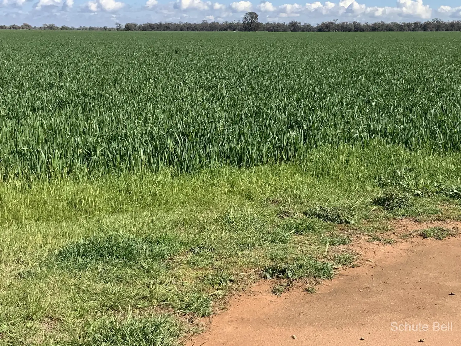 Main view of Homely rural property listing, 2049 Dandaloo Rd "Glenmore", Trangie NSW 2823