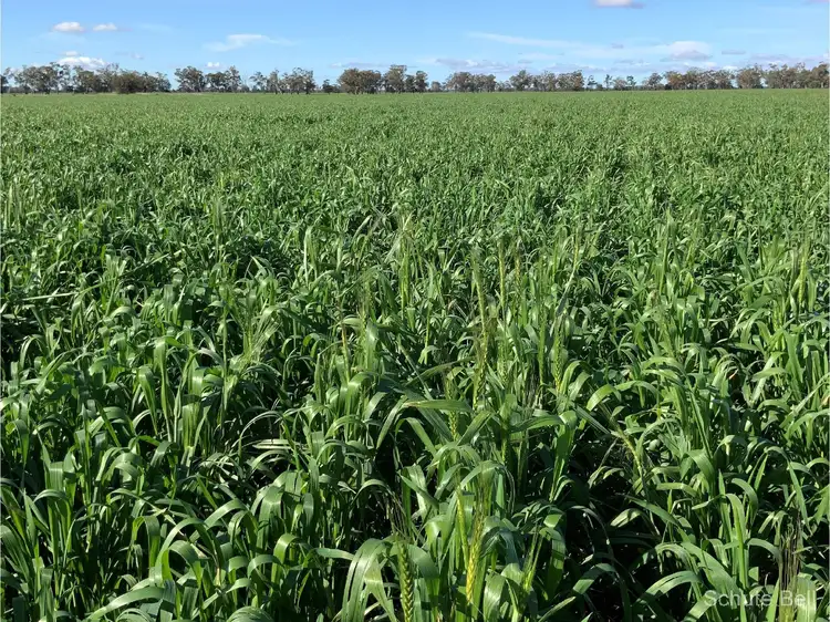 2111 Farrendale Rd "Myola", Narromine NSW 2821