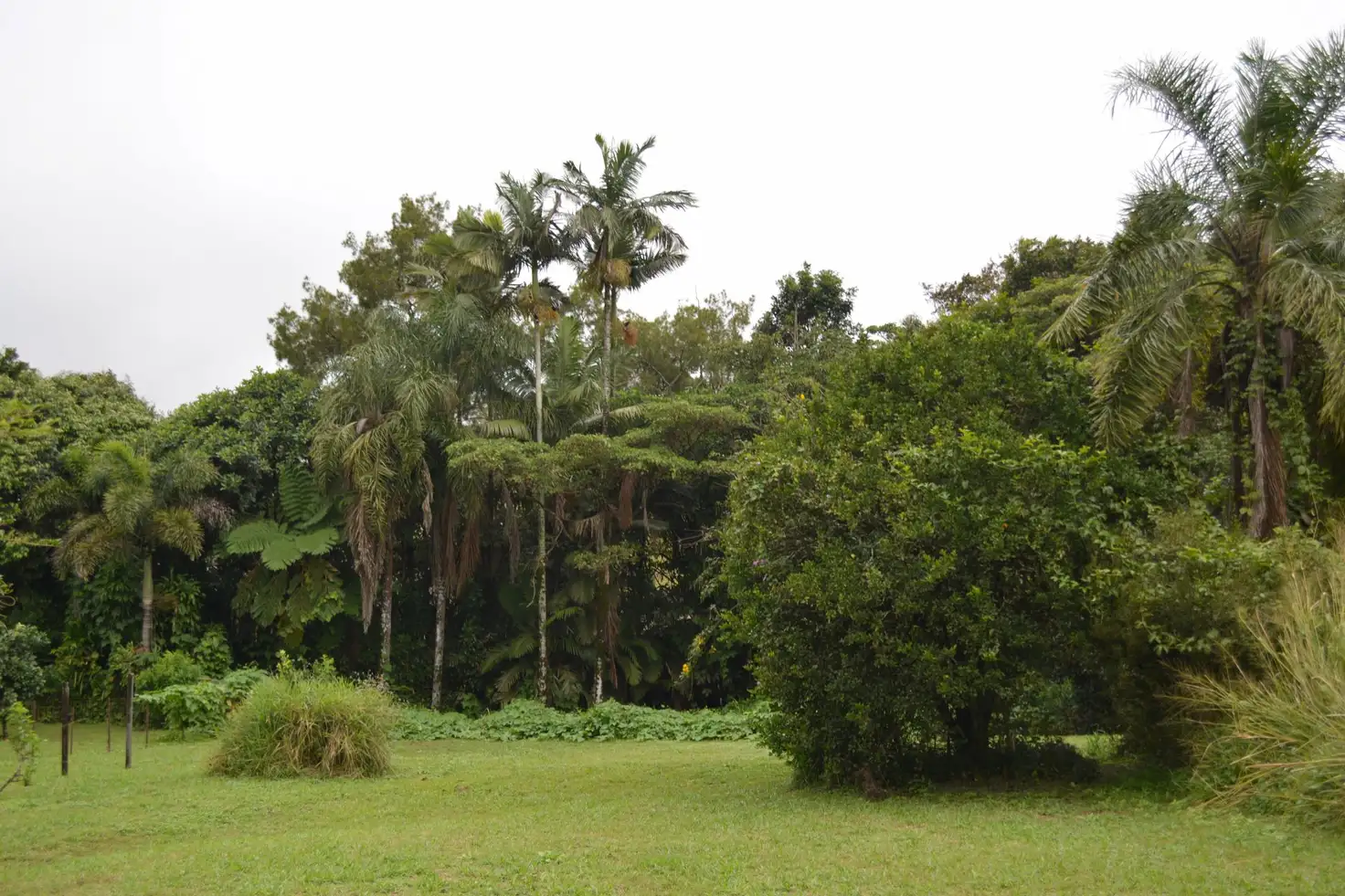 Main view of Homely land listing, 17 Palm Avenue, Millaa Millaa QLD 4886